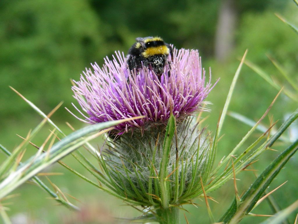 Cirsium eriophorum